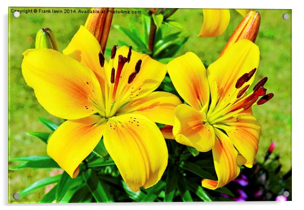 Beautiful Yellow Lillies Acrylic by Frank Irwin