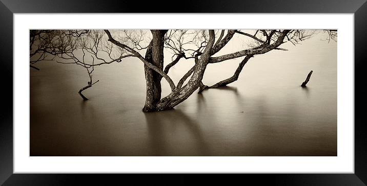 Flooded trees Framed Mounted Print by David Hare