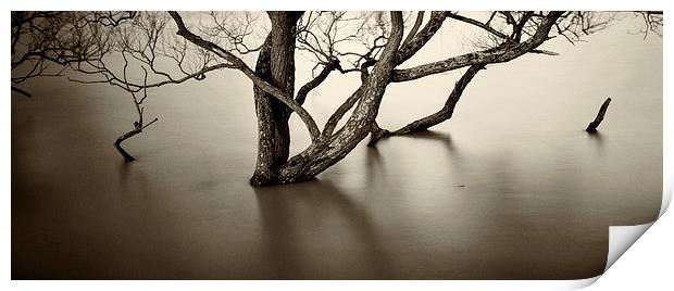 Flooded trees Print by David Hare