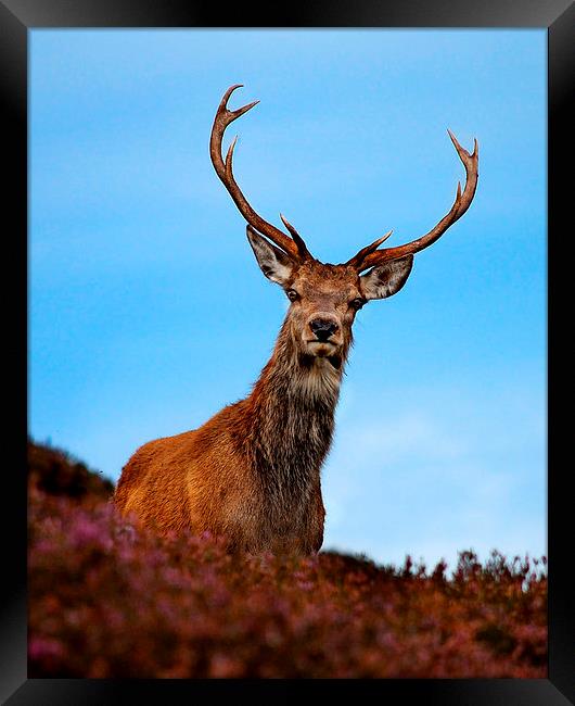 Red deer stag Framed Print by Macrae Images