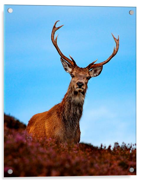 Red deer stag Acrylic by Macrae Images