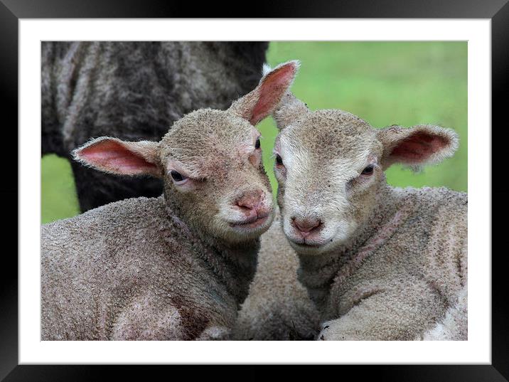 Spring lambs Framed Mounted Print by Pete Hemington
