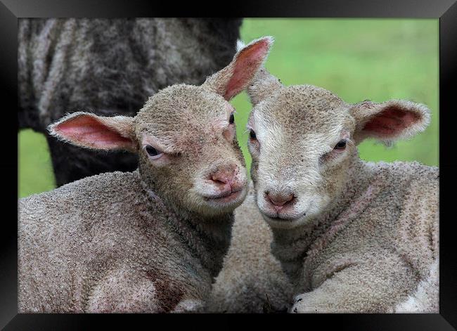 Spring lambs Framed Print by Pete Hemington