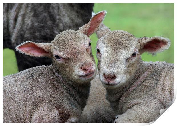 Spring lambs Print by Pete Hemington