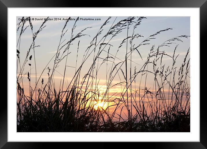 Grasses at Sunset Framed Mounted Print by David Morton