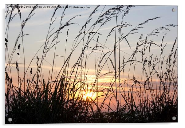 Grasses at Sunset Acrylic by David Morton