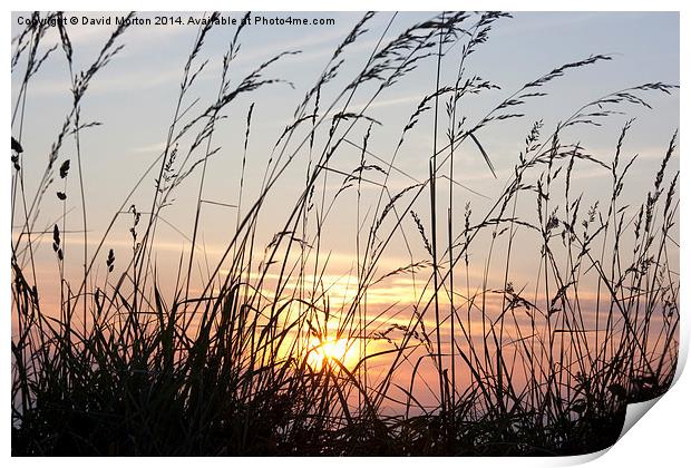 Grasses at Sunset Print by David Morton