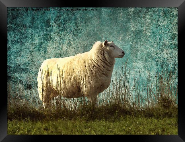 Vintage Sheep Framed Print by Sharon Lisa Clarke