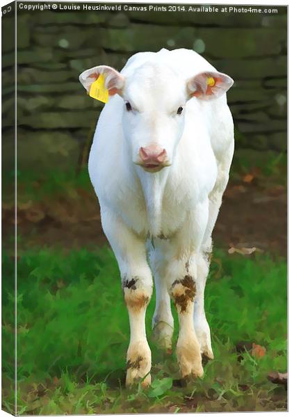 Young pure white calf in the Lake District, Cumbri Canvas Print by Louise Heusinkveld