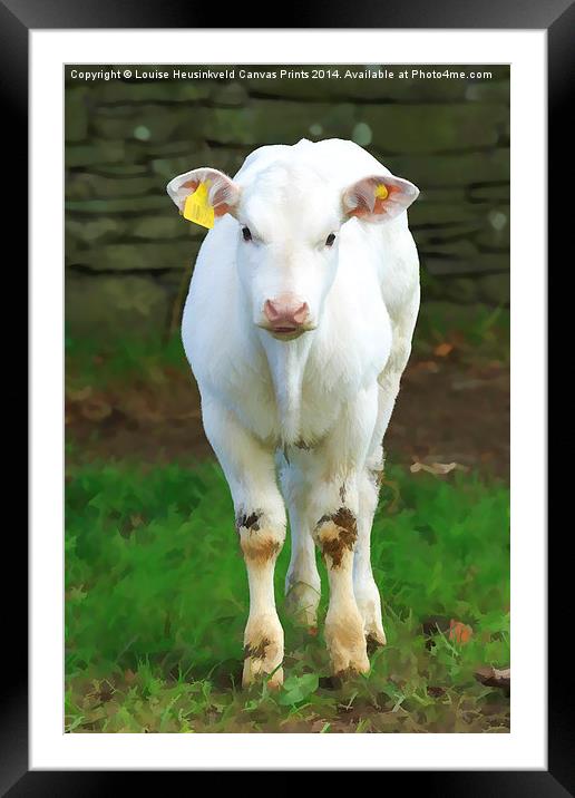 Young pure white calf in the Lake District, Cumbri Framed Mounted Print by Louise Heusinkveld