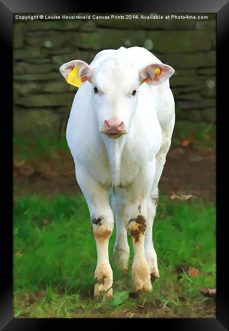 Young pure white calf in the Lake District, Cumbri Framed Print by Louise Heusinkveld