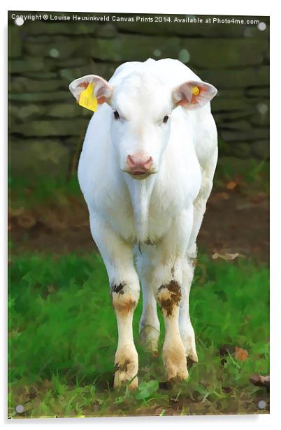 Young pure white calf in the Lake District, Cumbri Acrylic by Louise Heusinkveld