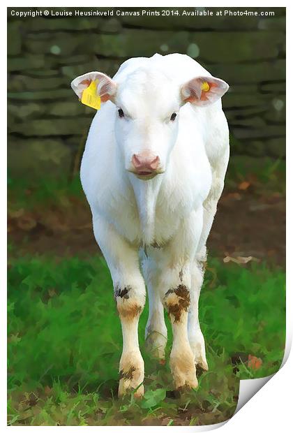 Young pure white calf in the Lake District, Cumbri Print by Louise Heusinkveld