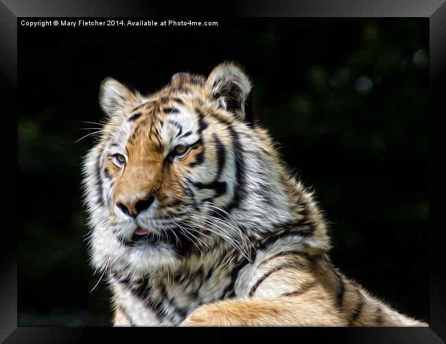 Tiger, Tiger Framed Print by Mary Fletcher