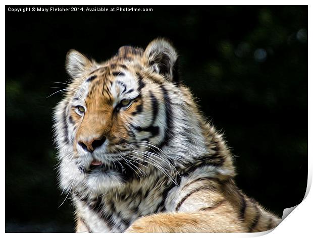 Tiger, Tiger Print by Mary Fletcher