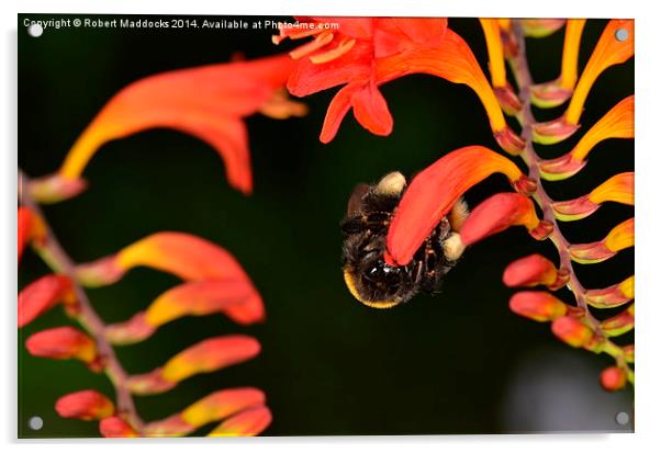 Bumble Bee Acrylic by Robert Maddocks