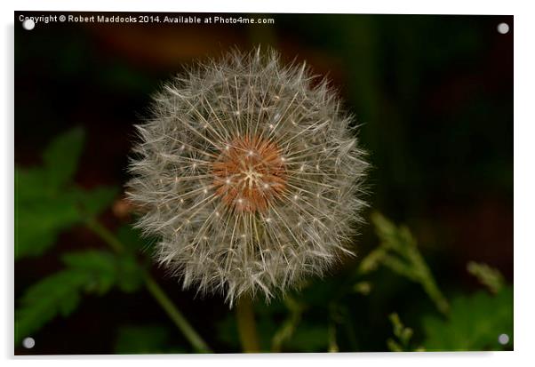 Dandelion Seed Head Acrylic by Robert Maddocks