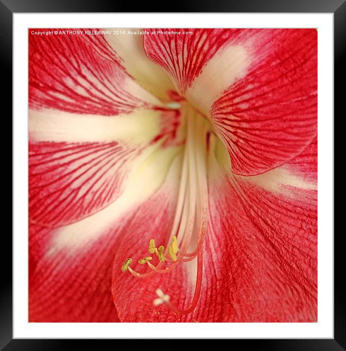 AMARILIS CLOSE UP Framed Mounted Print by Anthony Kellaway