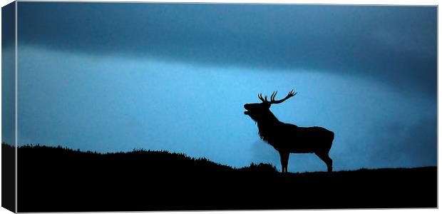 Roaring stag silhouette Canvas Print by Macrae Images