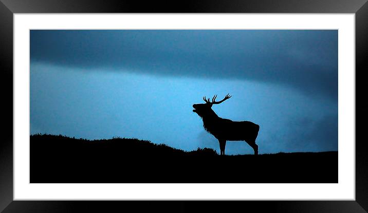 Roaring stag silhouette Framed Mounted Print by Macrae Images