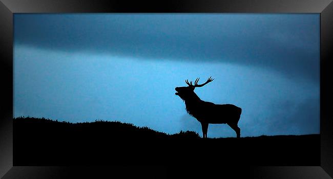 Roaring stag silhouette Framed Print by Macrae Images