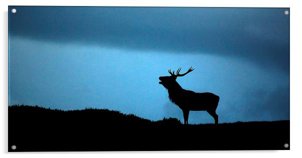Roaring stag silhouette Acrylic by Macrae Images