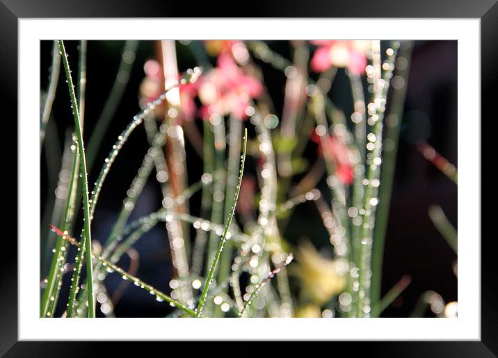 Water Drops Framed Mounted Print by Simon Nortley