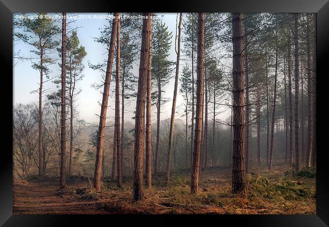 Pines in Ousbrough Woods Framed Print by Ray Pritchard