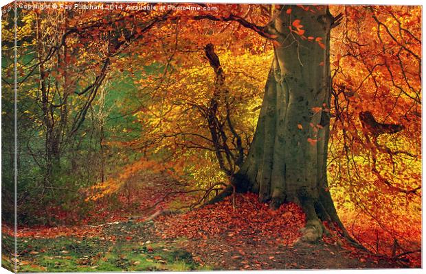 Tree of Fire Canvas Print by Ray Pritchard