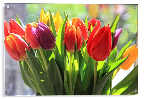 Bunch of Tulips Acrylic by Ceri Jones