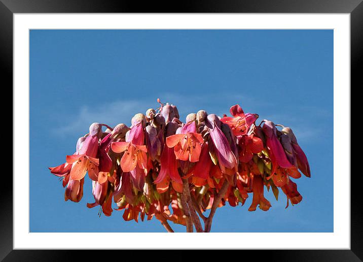 Asymptotia Framed Mounted Print by Valerie Anne Kelly