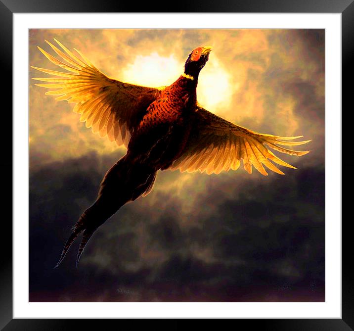 Flying through the sunlight Framed Mounted Print by Alan Mattison