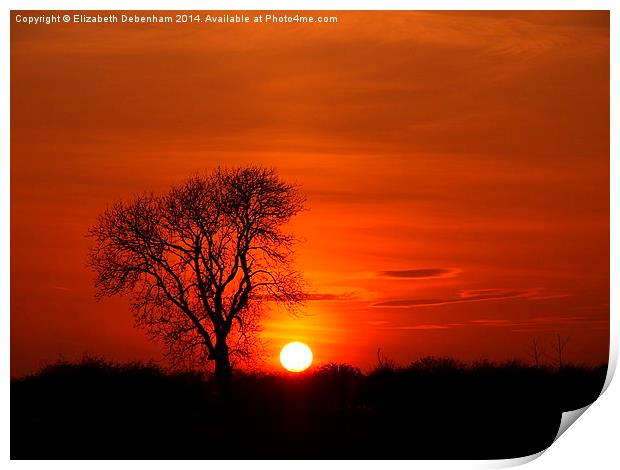Tree silhouette in a sunset blaze Print by Elizabeth Debenham