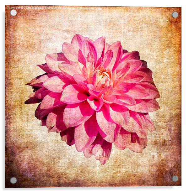 Pink Dahlia Acrylic by John B Walker LRPS