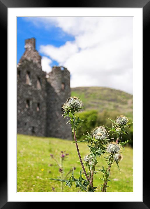 Flower of Scotland Framed Mounted Print by Antony McAulay