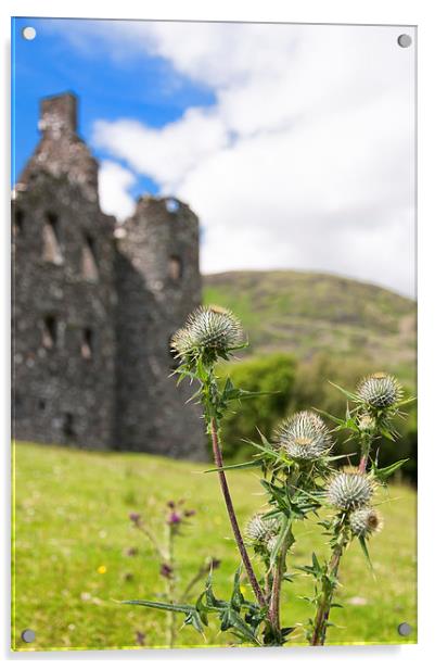 Flower of Scotland Acrylic by Antony McAulay
