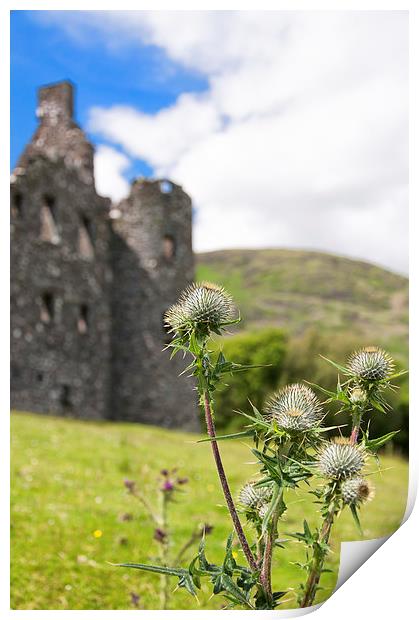 Flower of Scotland Print by Antony McAulay