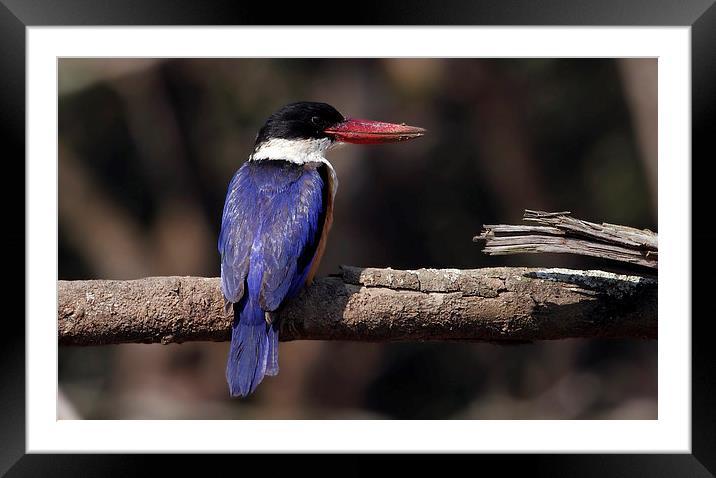 Black-capped Kingfisher Framed Mounted Print by Bhagwat Tavri