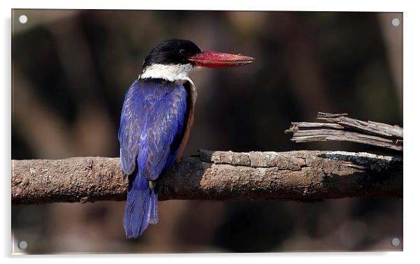 Black-capped Kingfisher Acrylic by Bhagwat Tavri