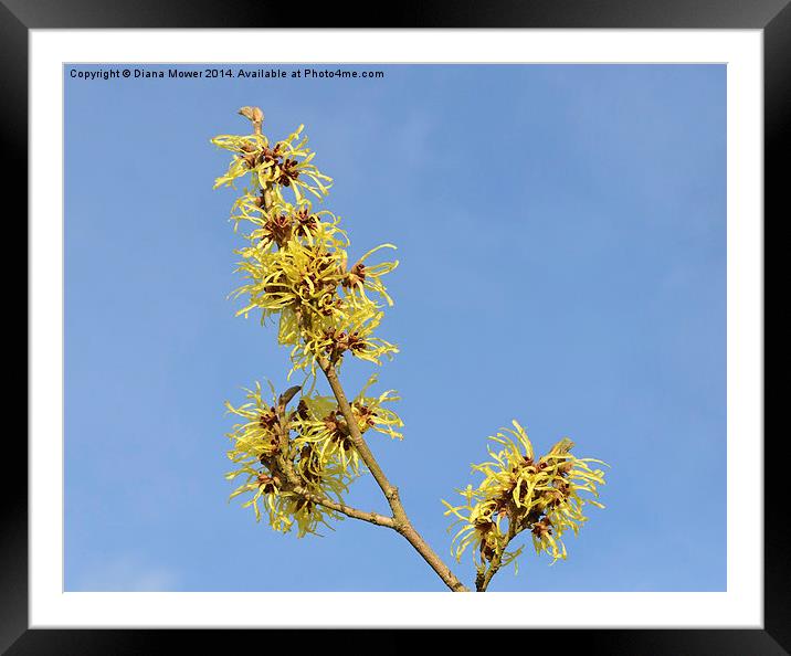 Witch Hazel Blossom Framed Mounted Print by Diana Mower