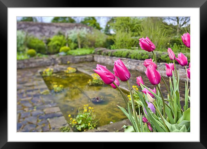 Tulips Framed Mounted Print by Fee Easton