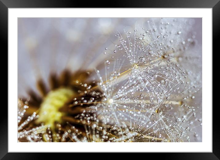 Dandelion with water droplets Framed Mounted Print by Olavs Silis