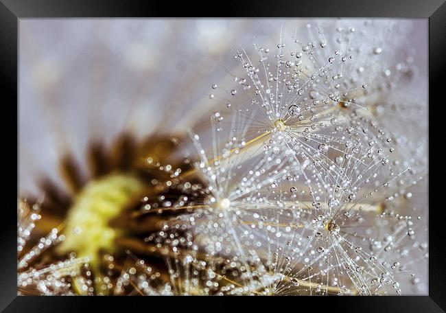 Dandelion with water droplets Framed Print by Olavs Silis