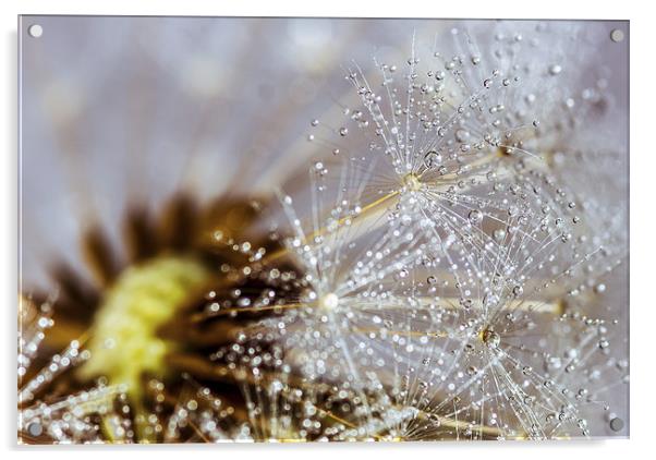 Dandelion with water droplets Acrylic by Olavs Silis