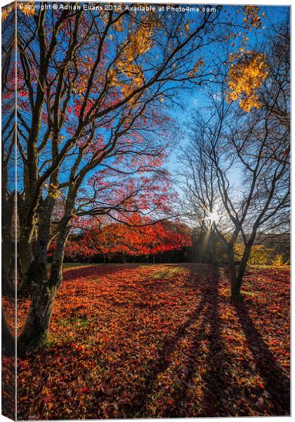 Autumn Shadows Canvas Print by Adrian Evans
