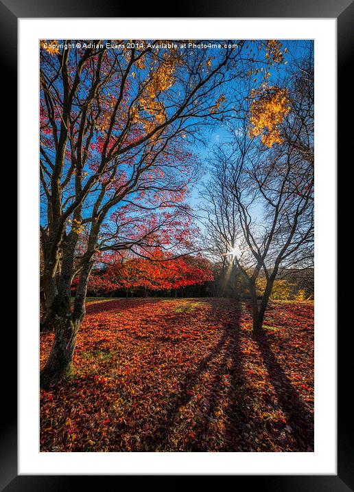 Autumn Shadows Framed Mounted Print by Adrian Evans