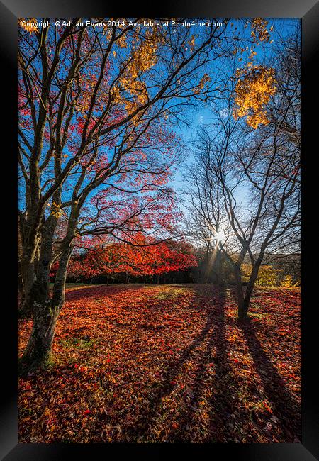 Autumn Shadows Framed Print by Adrian Evans