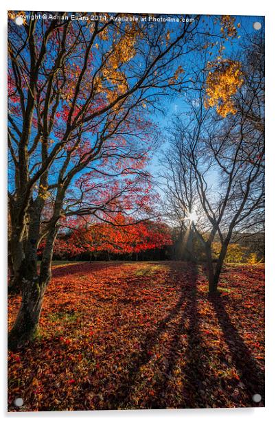 Autumn Shadows Acrylic by Adrian Evans