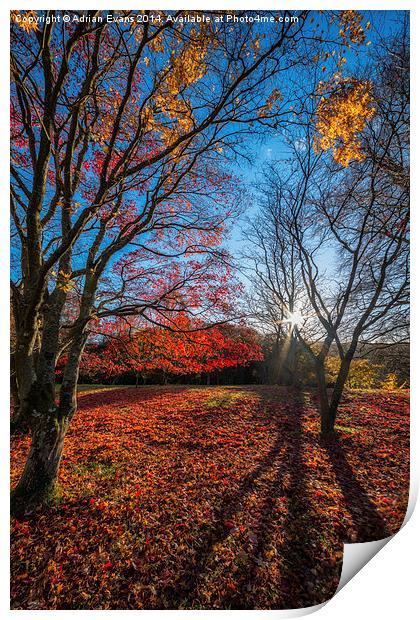 Autumn Shadows Print by Adrian Evans