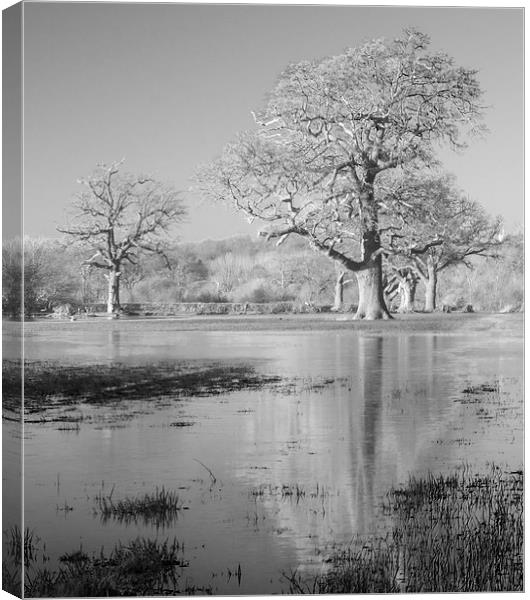 Field Of Flood Canvas Print by Clive Eariss